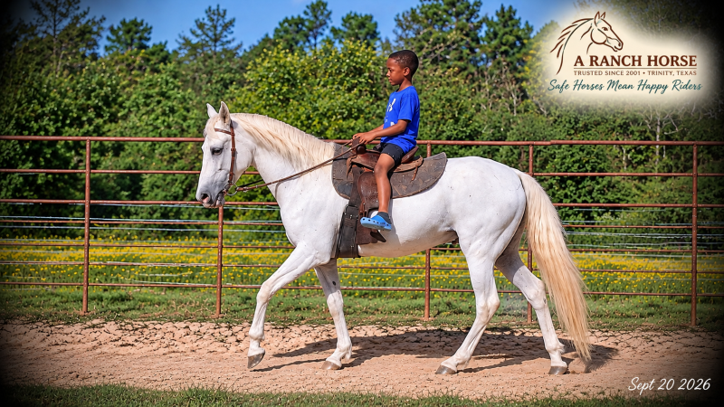 💛 Wisp | Beginner-Safe Paso Fino Mare