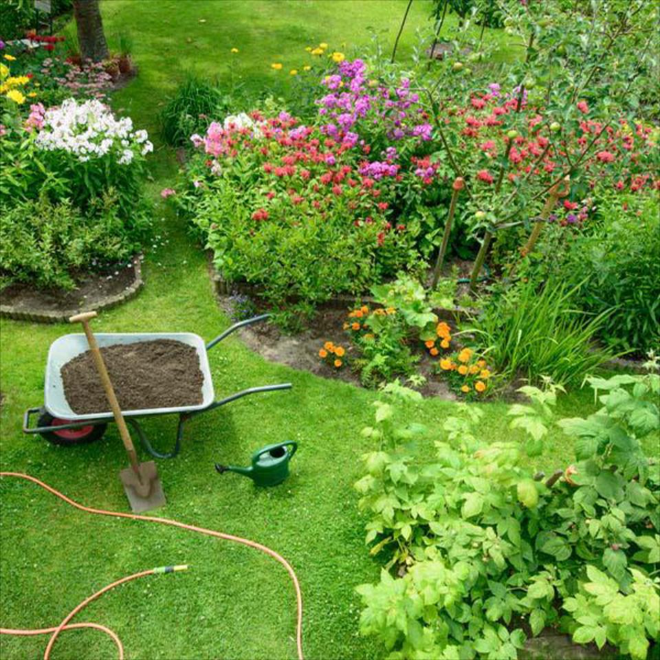 Tree & Shrub Removal/Planting