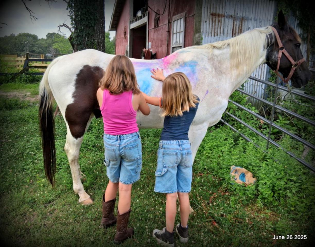 Meet Patrick – The Perfect Family Gelding!