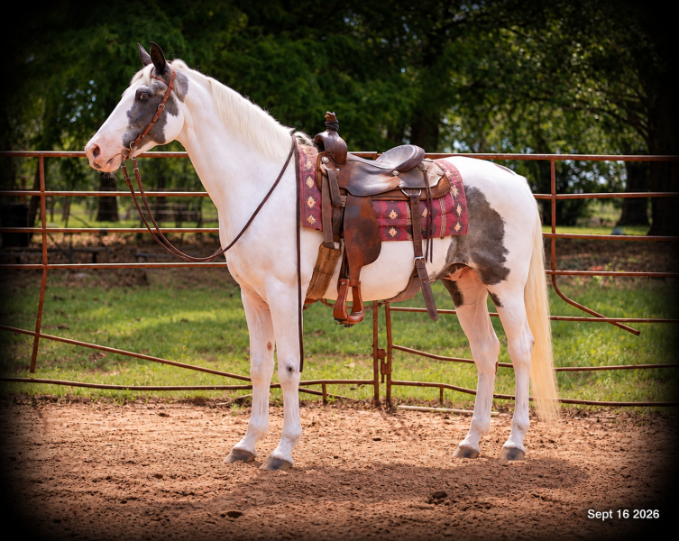 💚 Cosmo | Kid-Safe Spotted Gaited Gelding