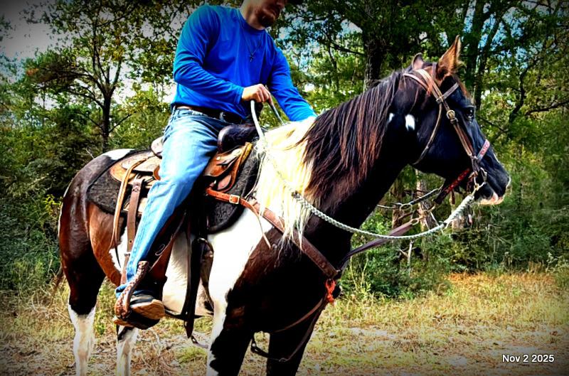 🧡Ragan🧡🎄 ✨ A Christmas Dream Horse Looking for Her Forever Home ✨ 🎄