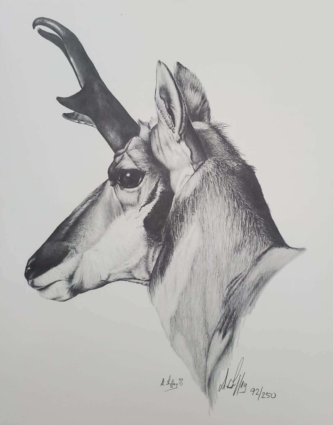 Antelope