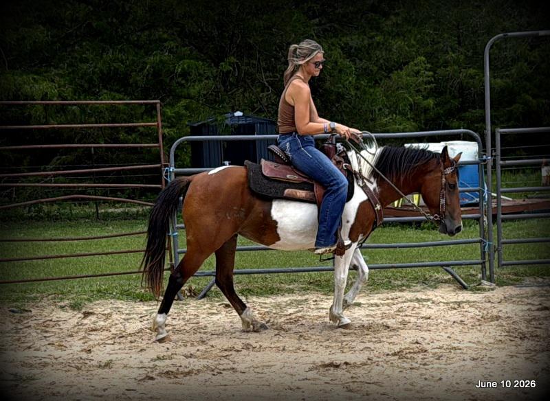 🧡Coca🧡Solid, Sensible Trail Mare 🌟