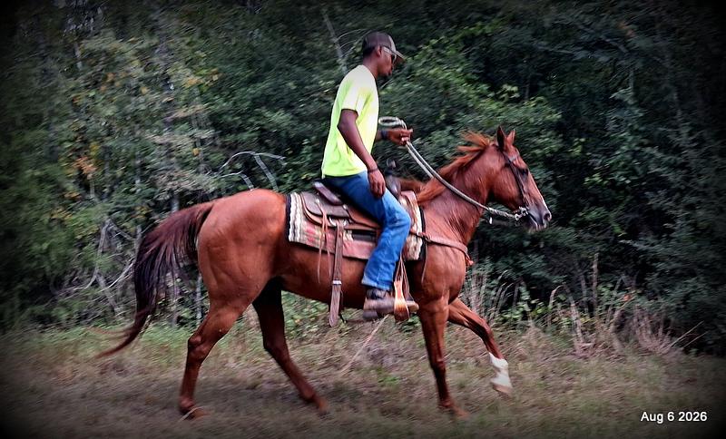 💛🐴 Scarlet • Ranch Experienced, Trail Ready & Ready to Ride💛