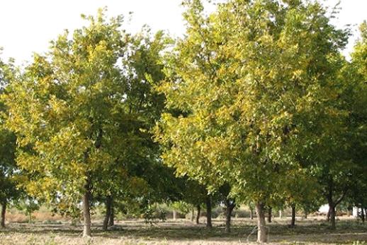 Pecan (Carya illinoinensis)