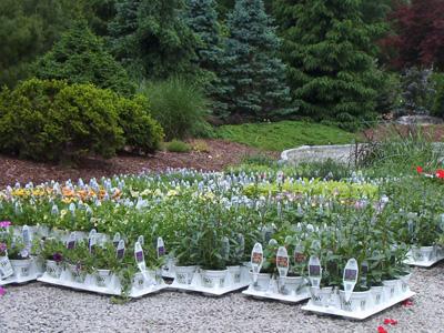Annuals
