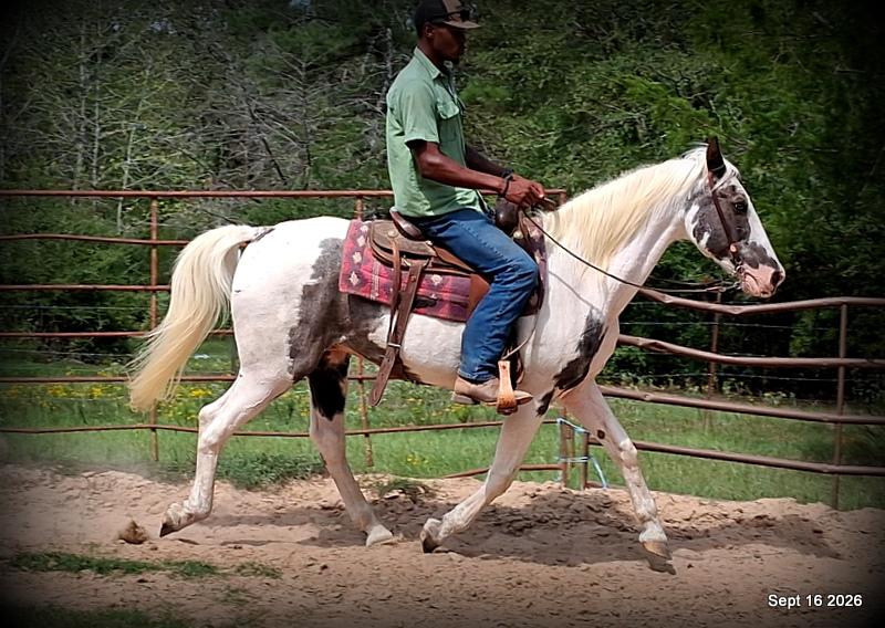 💚 Cosmo | Kid-Safe Spotted Gaited Gelding