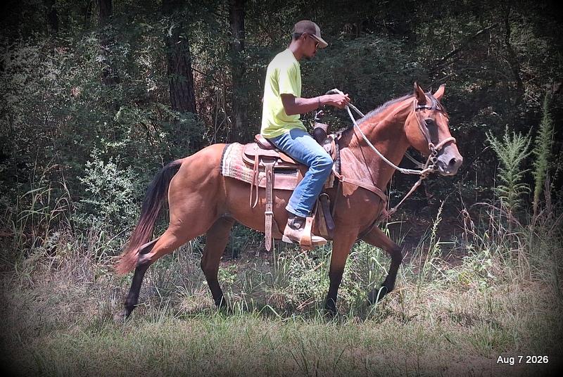 💚Sable • Beginner Safe & Family Safe Mare💚