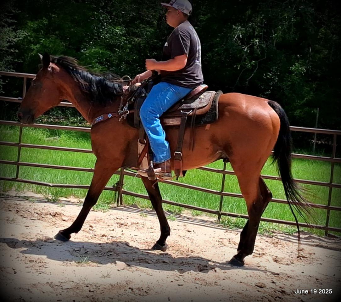 Sammy – A Comeback Story with a Heart of Gold