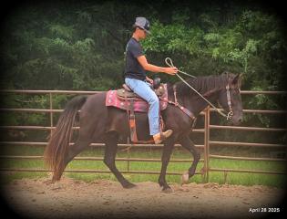 Midnight ***Gentle, Gaited Trail Gelding