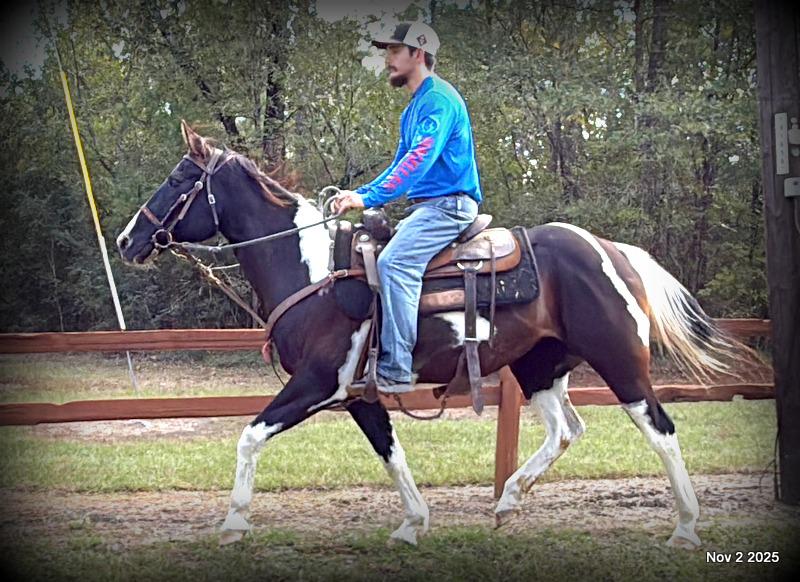 🧡Ragan🧡🎄 ✨ A Christmas Dream Horse Looking for Her Forever Home ✨ 🎄
