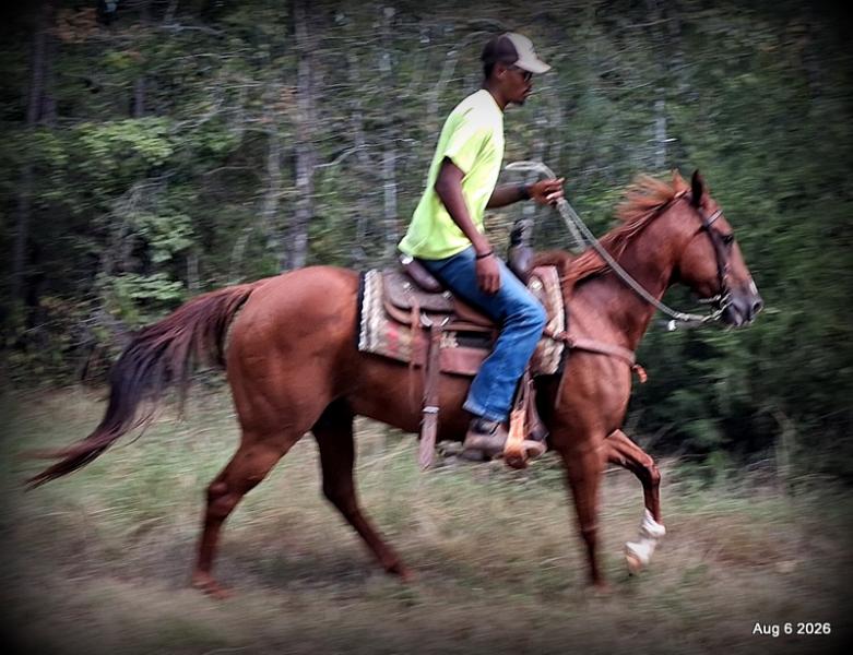 💛🐴 Scarlet • Ranch Experienced, Trail Ready & Ready to Ride💛