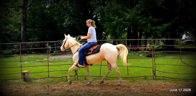 💚Prince💚Meet Prince: Your Dream Riding Partner! 👑
