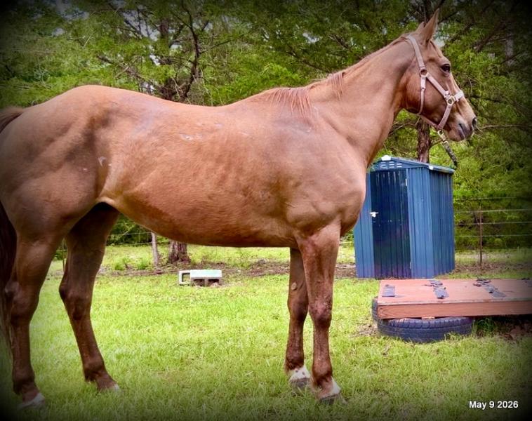 ❤️Mocha❤️Mare with a Story Still Being Written 🌟