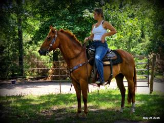 Smart Little Buzz AKA hawk