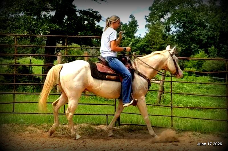 💚Prince💚Meet Prince: Your Dream Riding Partner! 👑