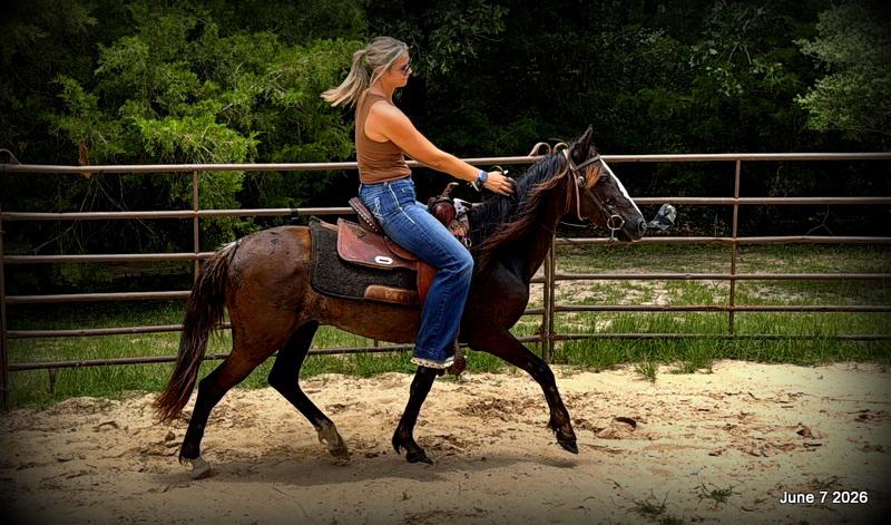 💛Bugs💛Smooth-Gaited Trail Mare 🌟