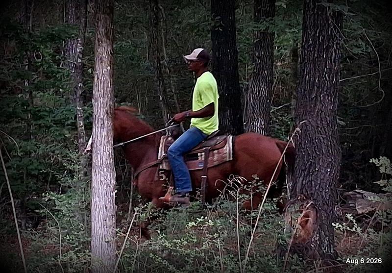 💛🐴 Scarlet • Ranch Experienced, Trail Ready & Ready to Ride💛