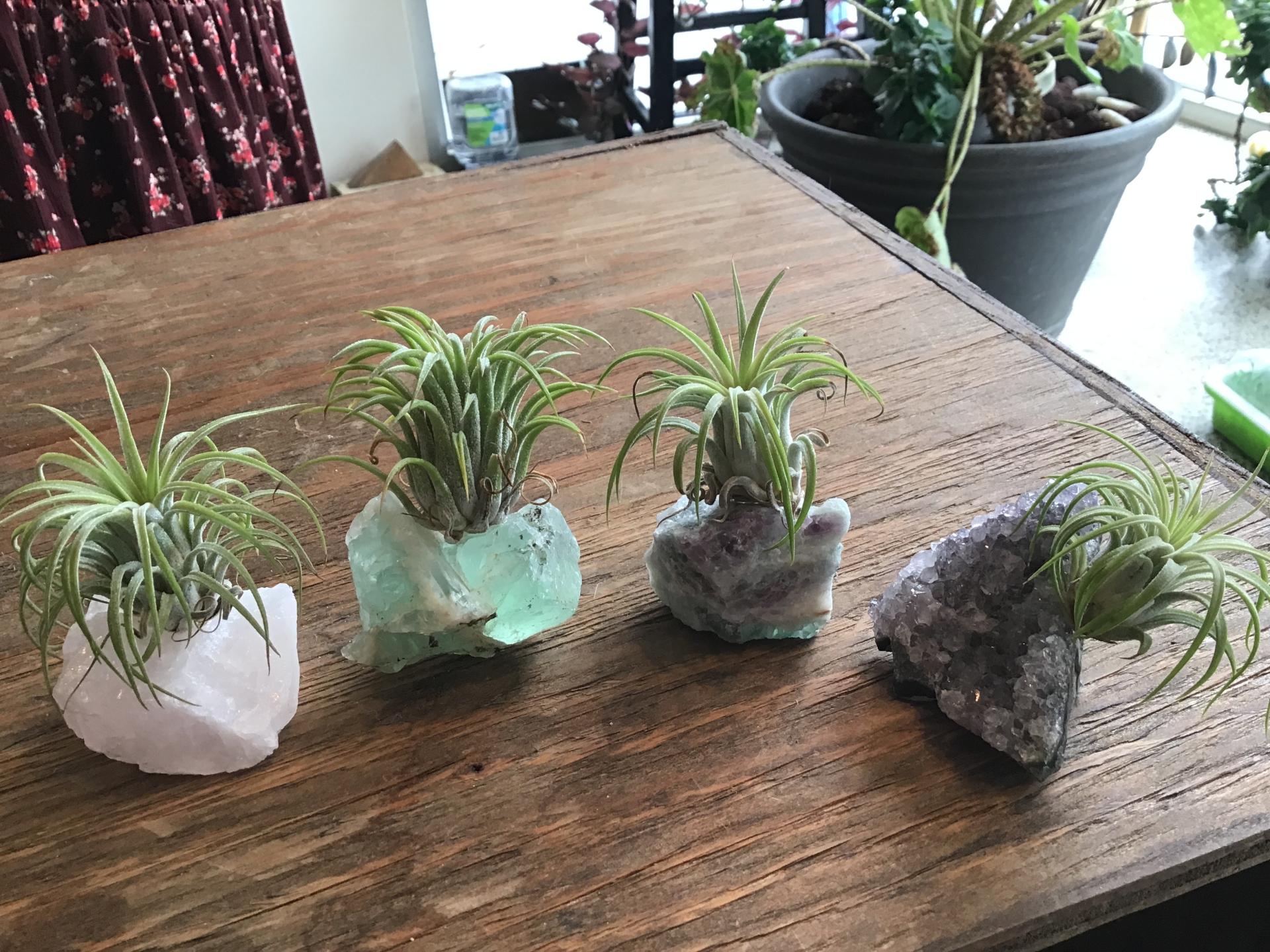 Air plants