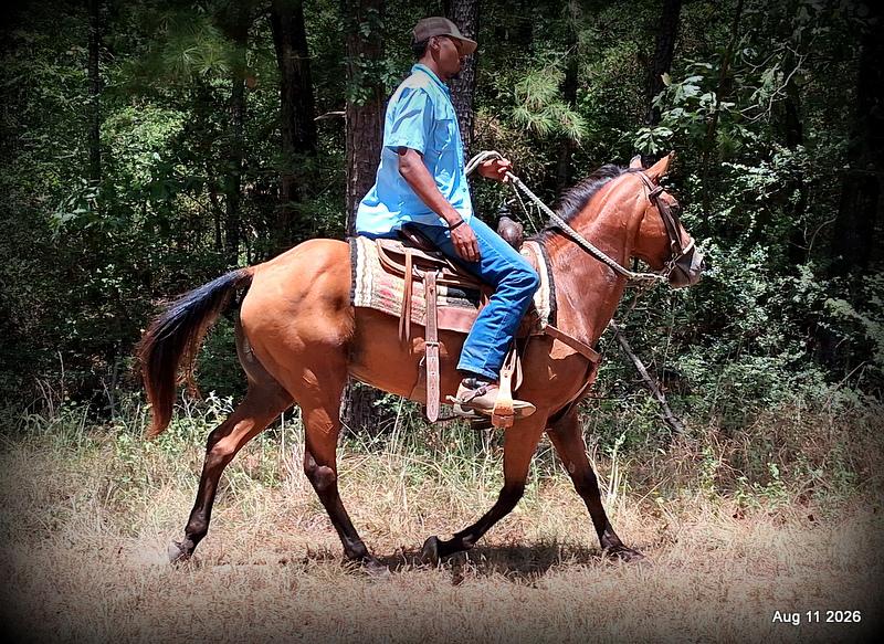 💚Sable • Beginner Safe & Family Safe Mare💚