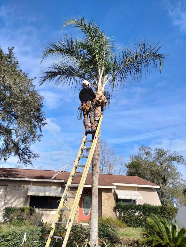 E.J.R Tree Service trimming a palm tree
