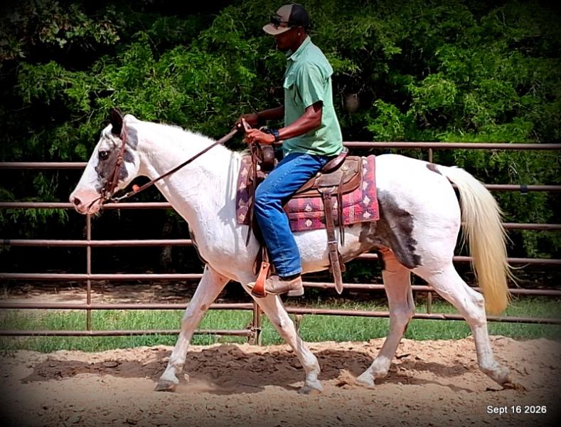 💚 Cosmo | Kid-Safe Spotted Gaited Gelding