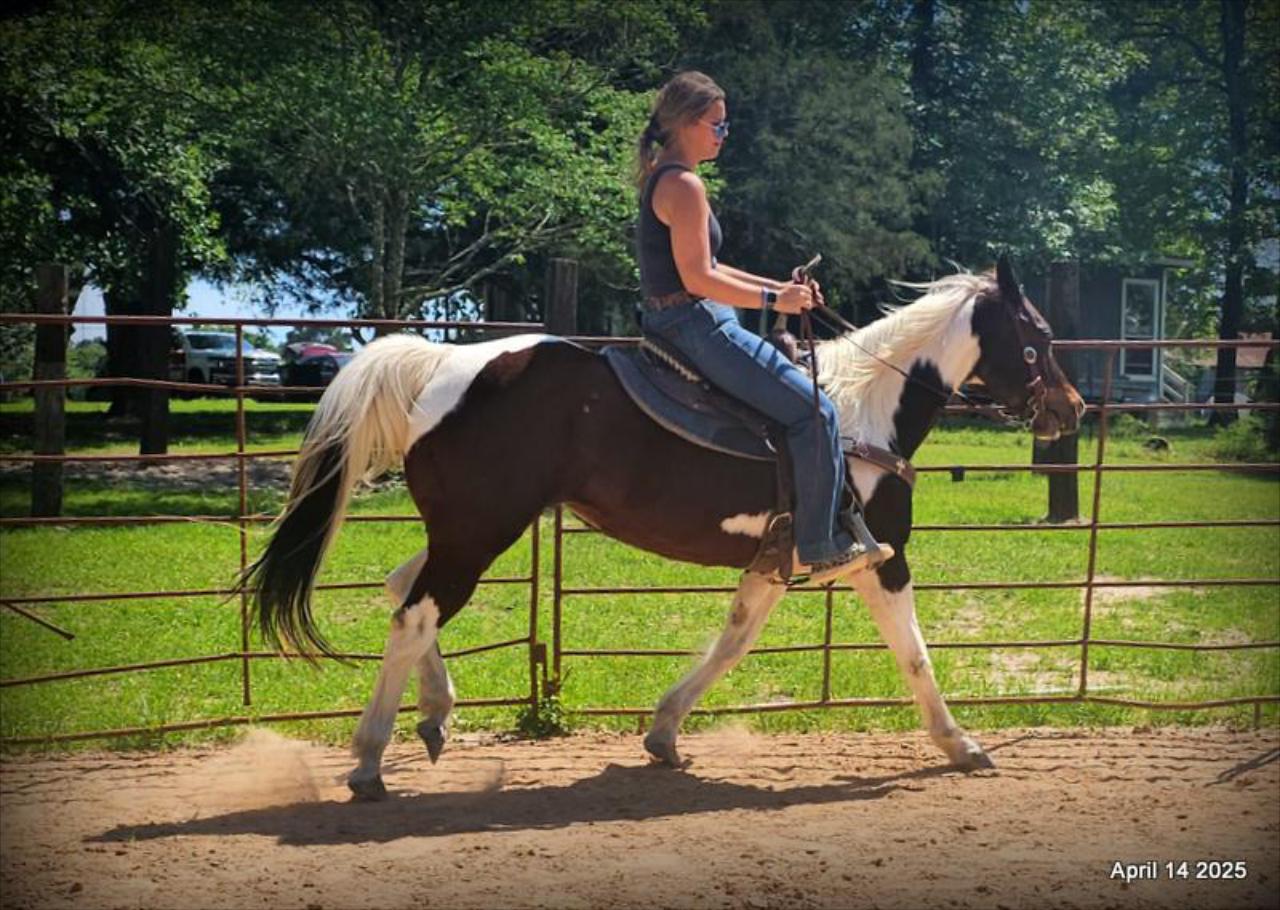 Montana – The Picture-Perfect Partner with All the Right Moves