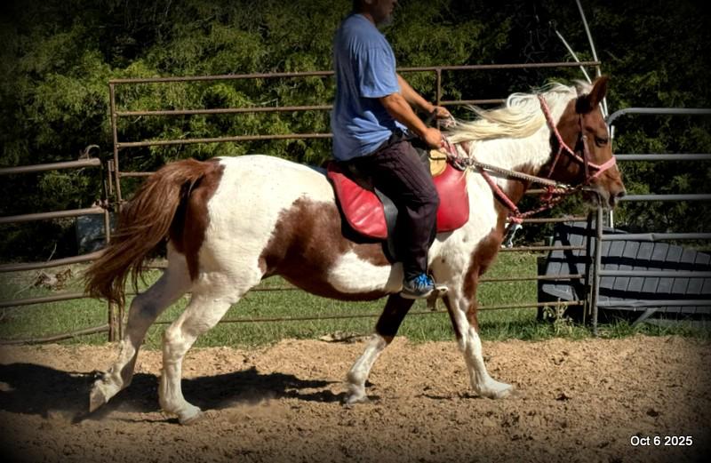 Jazzy – A Warrior Seeking Her Second Chance