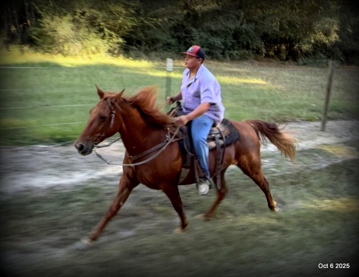 🌹 Meet Missouri – The Mare That Makes Every Ride Feel Like Home 🌹