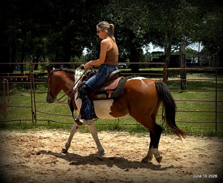 🧡Coca🧡Solid, Sensible Trail Mare 🌟