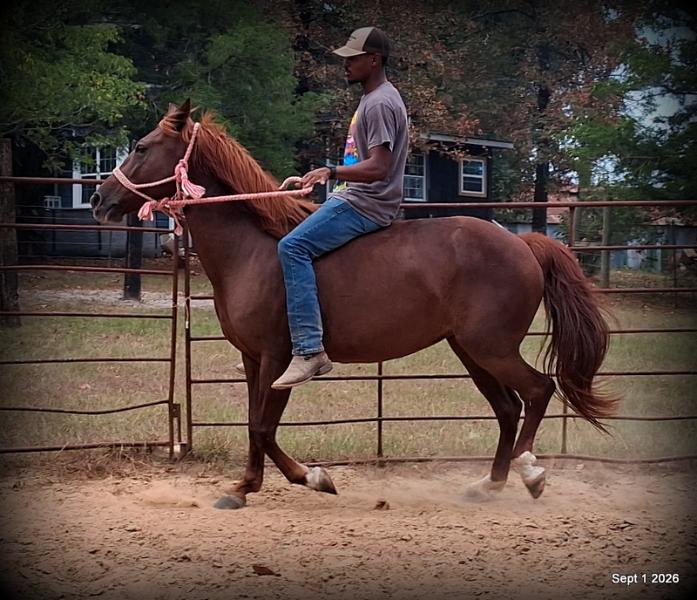 💚🐴 Cricket • Kid Safe & Beginner Safe Family Mare💚