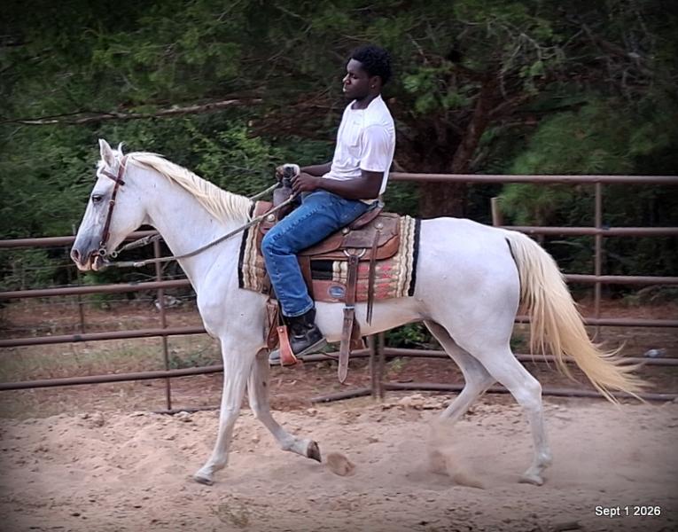 💛 🐴 Wisp • Beginner Safe, Smooth & Gentle Trail Mare 💛