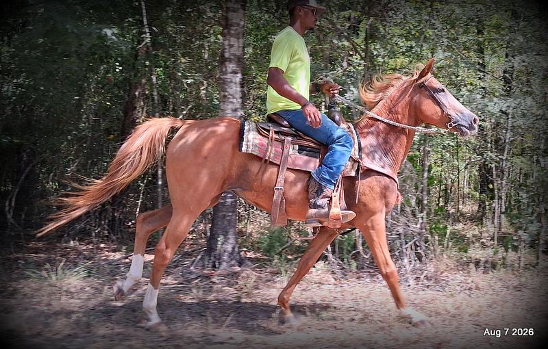 💚Blair • Beginner Safe, Seasoned Trail Mare💚
