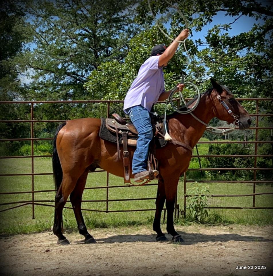 Sammy – A Comeback Story with a Heart of Gold