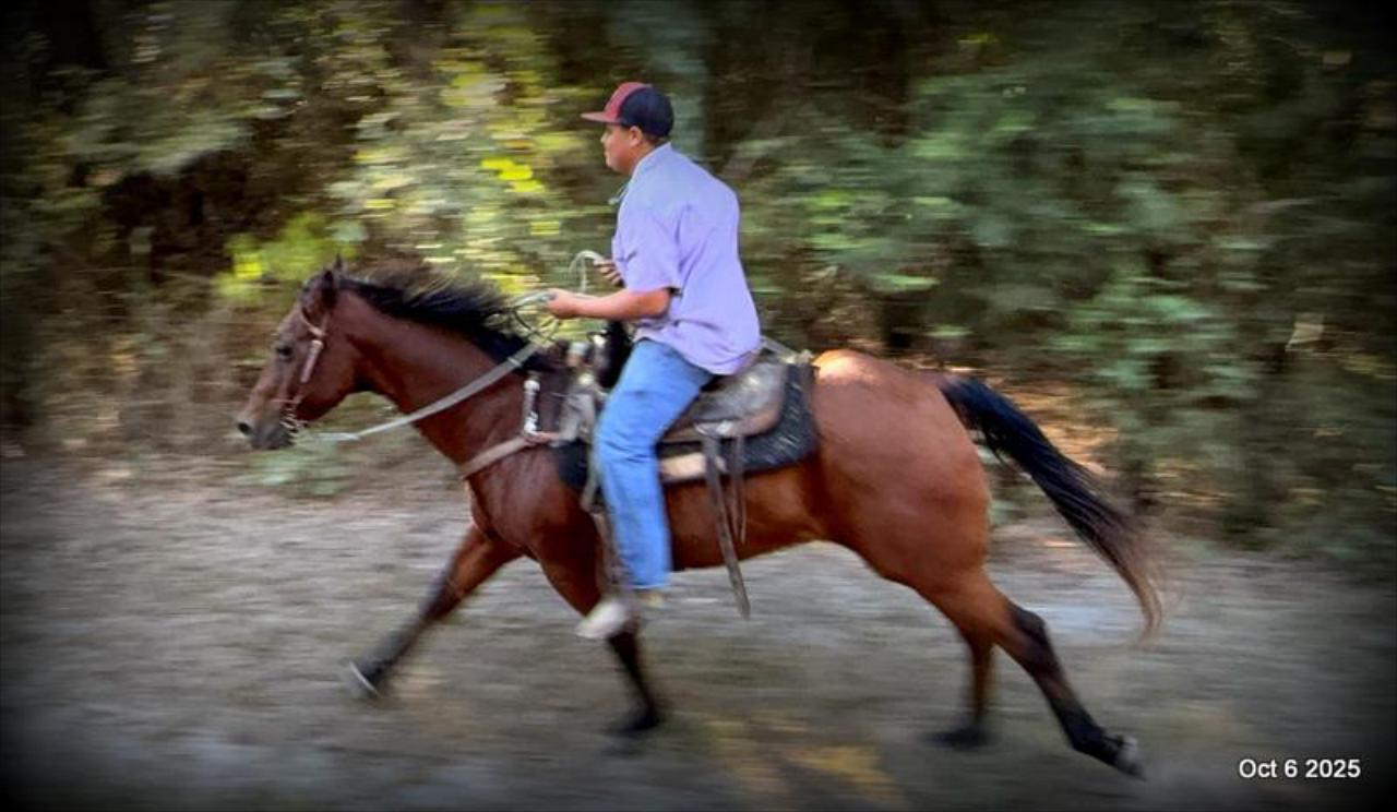 🌟 Meet Brownie – Your All-Around Ranch and Trail Partner 🌟