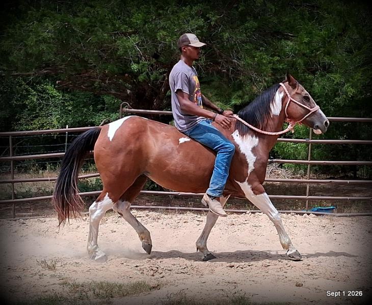 💛 🐴 Milly • Beginner Safe, Confident & Smooth Trail Mare💛