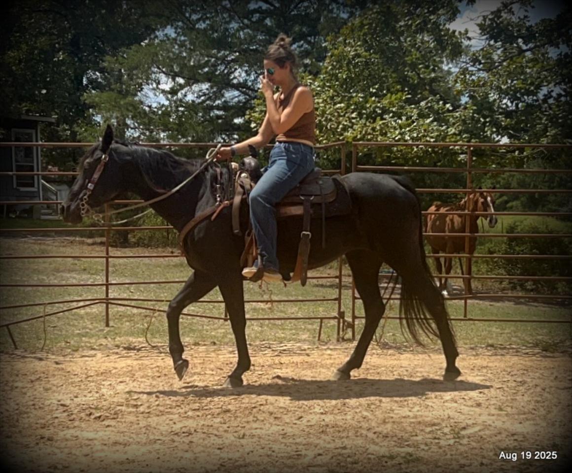 For Sale: Raven – 15-Year-Old Black Mare