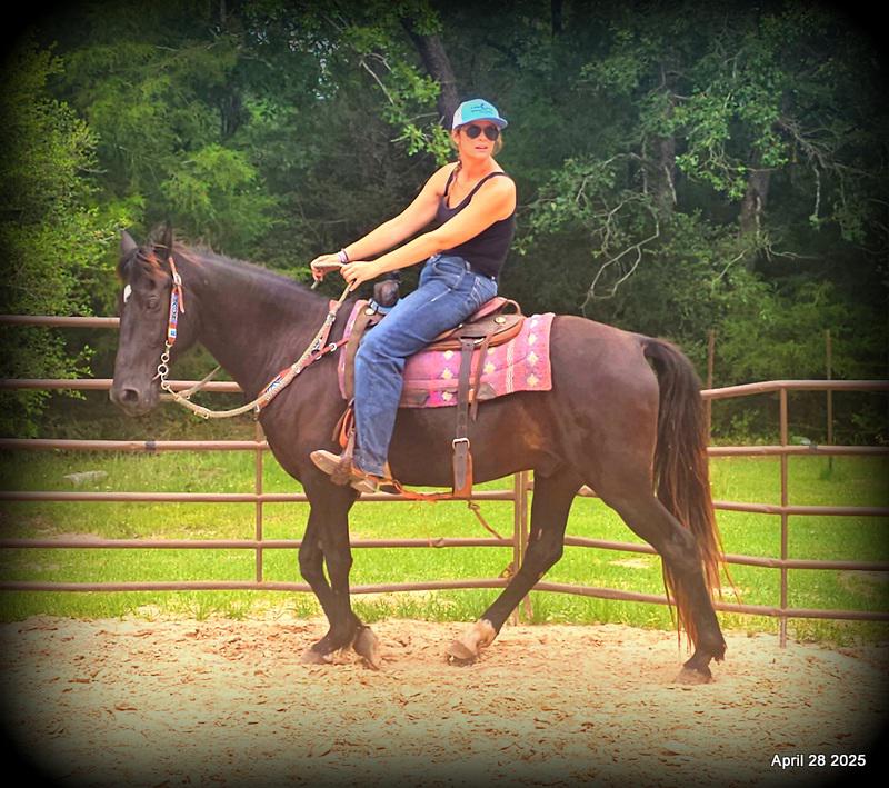 Midnight ***Gentle, Gaited Trail Gelding
