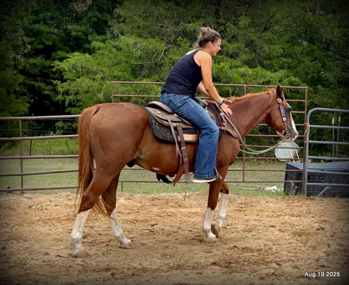 Cooper Amazing Beginners Horse