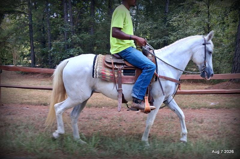 💚Wisp • Beginner Safe, Smooth & Dependable Trail Mare💚