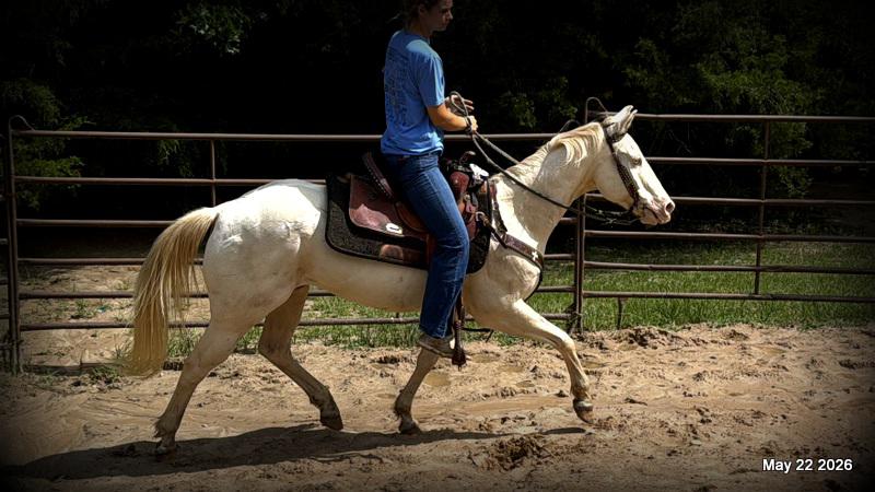💚Prince💚Meet Prince: Your Dream Riding Partner! 👑