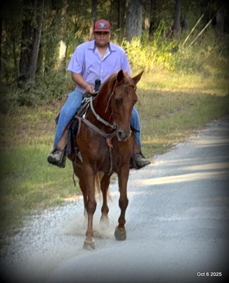 🌹 Meet Missouri – The Mare That Makes Every Ride Feel Like Home 🌹