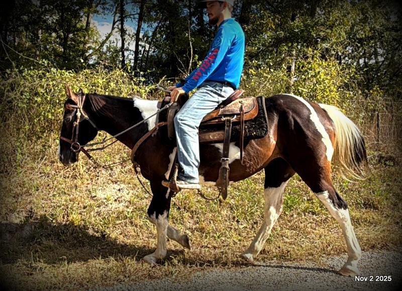 🧡Ragan🧡🎄 ✨ A Christmas Dream Horse Looking for Her Forever Home ✨ 🎄