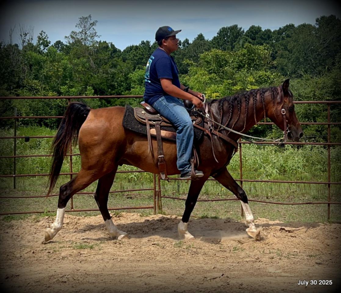 Cash- 11 Year Old Arabian Cross