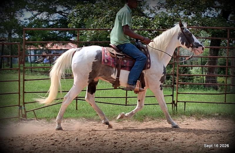💚 Cosmo | Kid-Safe Spotted Gaited Gelding