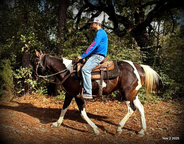 🧡Ragan🧡🎄 ✨ A Christmas Dream Horse Looking for Her Forever Home ✨ 🎄