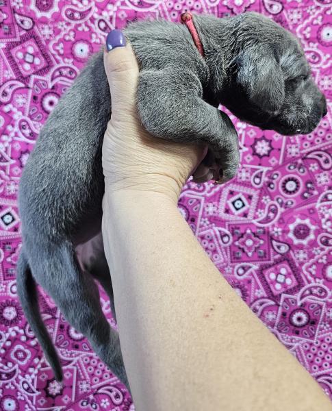 Blue Female Pink Collar