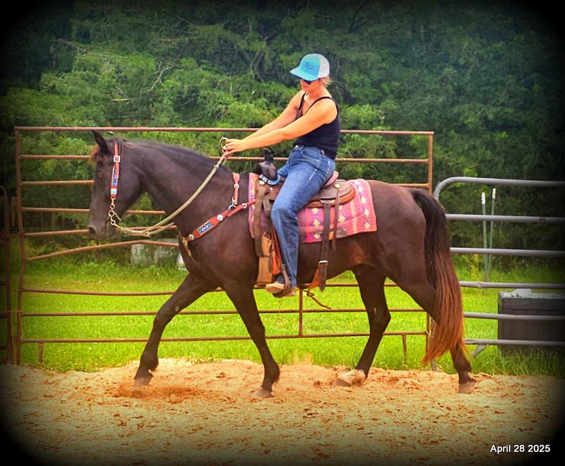 Midnight ***Gentle, Gaited Trail Gelding
