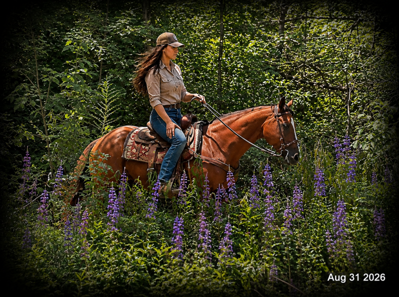 🧡🐴 Sable • Advanced Beginner, Family Friendly & Dependable Trail Mare 🧡