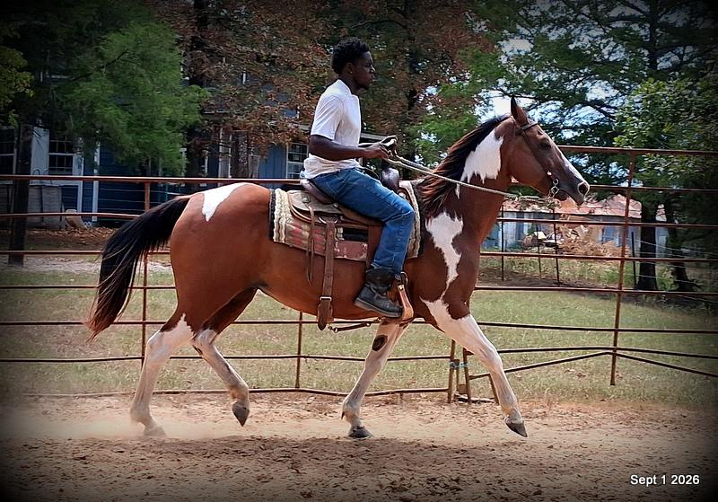 💛 🐴 Milly • Beginner Safe, Confident & Smooth Trail Mare💛